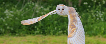 Barn Owl at Great Farm