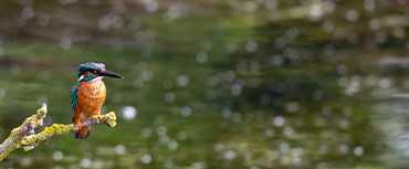 The River Coln at Nightingale Camp