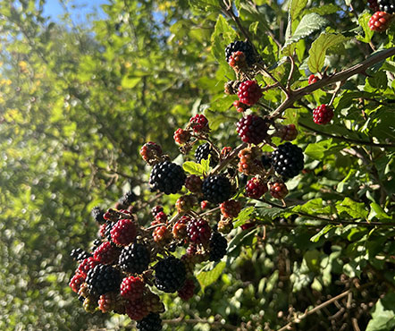 Foraging at Great Farm