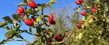 Foraging at Great Farm